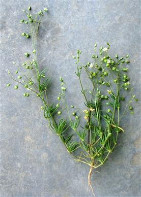 Spergula fallax